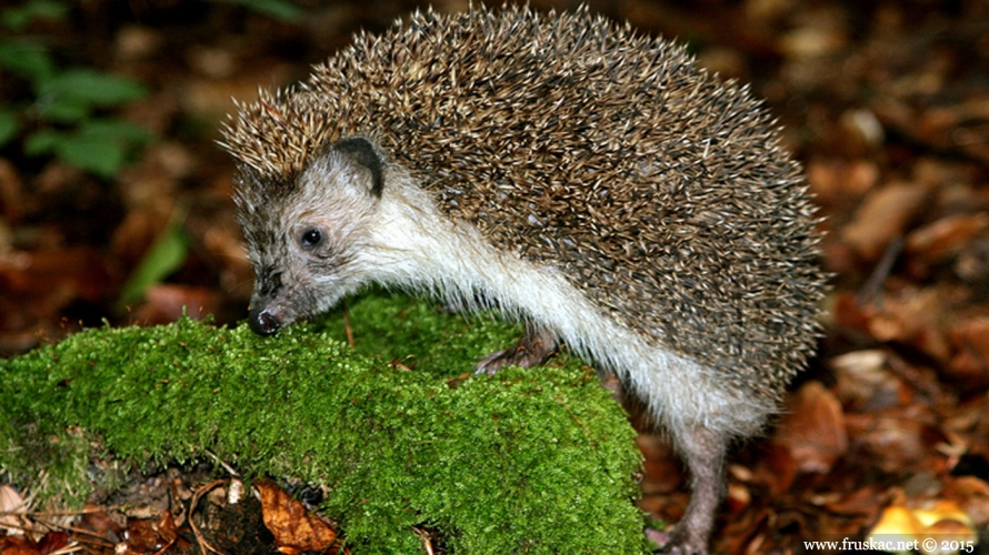 Animals -  Belogrudi jež – Erinaceus concolor